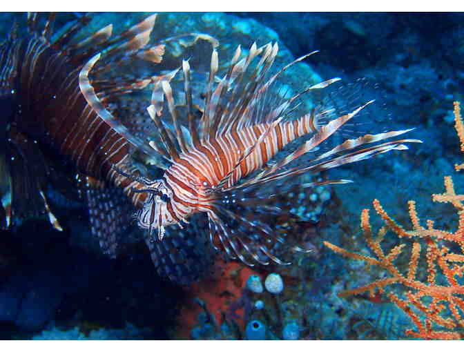 LIONFISH: T-Shirt (In Grey, Adult Size Large) - Photo 2