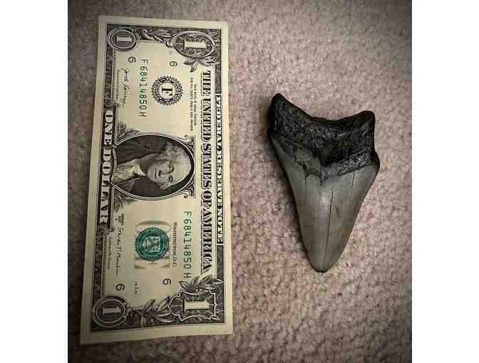 1 GIANT SHARK (4" Megalodon Tooth) - Million Years Old - Photo 2
