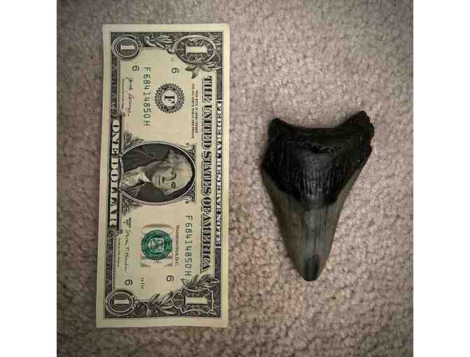 1 GIANT SHARK (4" Megalodon Tooth) - Million Years Old - Photo 5