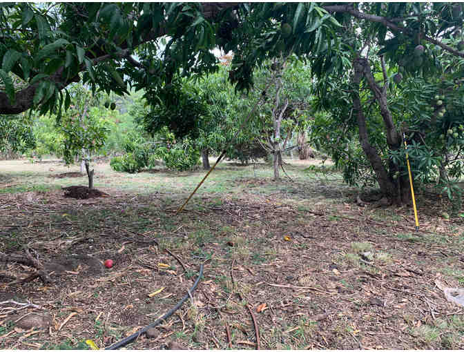 25 Pounds of Makaha Mangoes & Tour of Makaha Farm (Oahu)