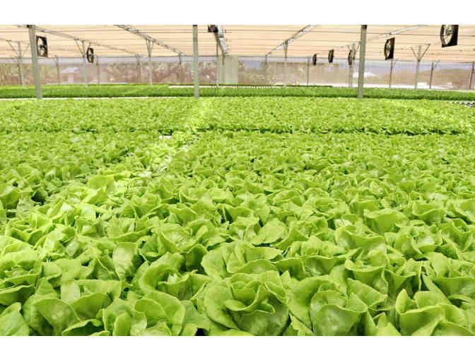 $50 Gift Card to Mari's Gardens (OAHU)-1