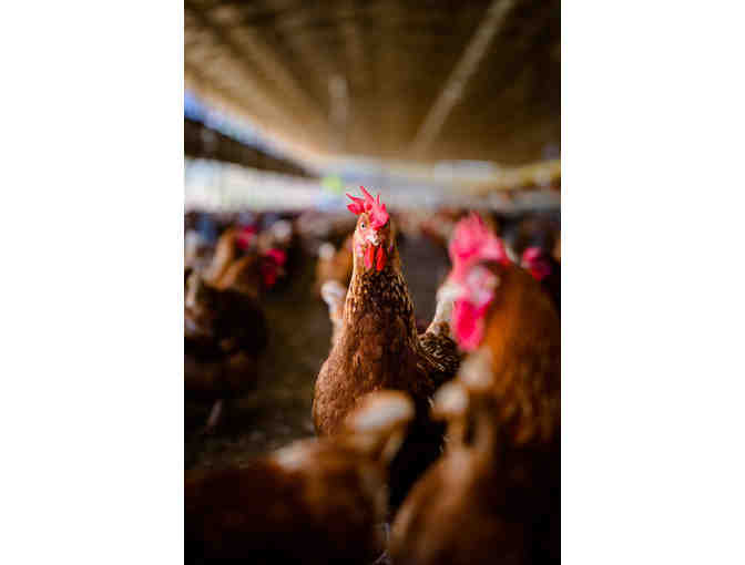 One Year Supply of Local Fresh Island Eggs for a Family of Four (OAHU)