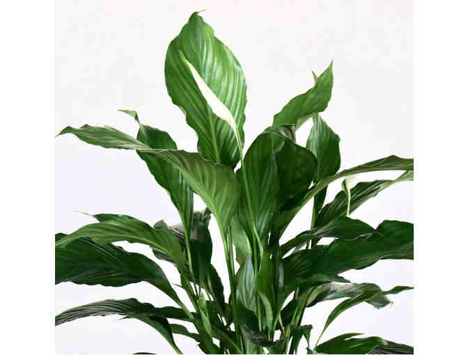 $50 Gift Card to Mari's Gardens (OAHU)-4