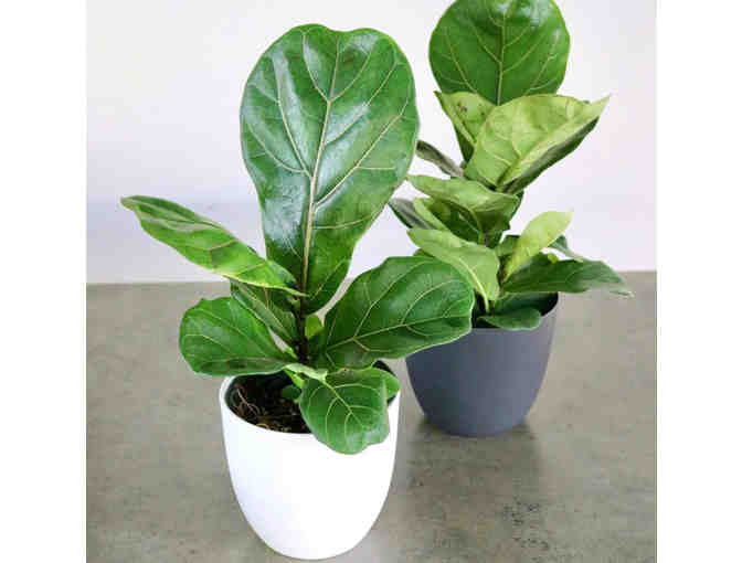 $50 Gift Card to Mari's Gardens (OAHU)-4