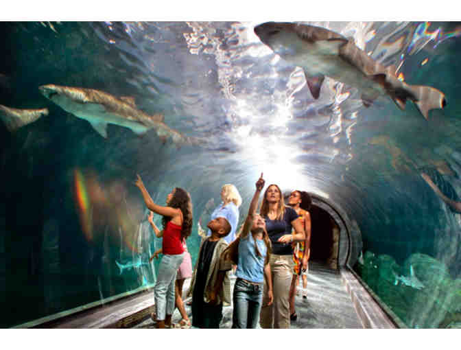 Four Tickets to Adventure Aquarium