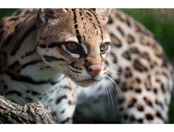 Wild Encounter at the Pittsburgh Zoo & Aquarium