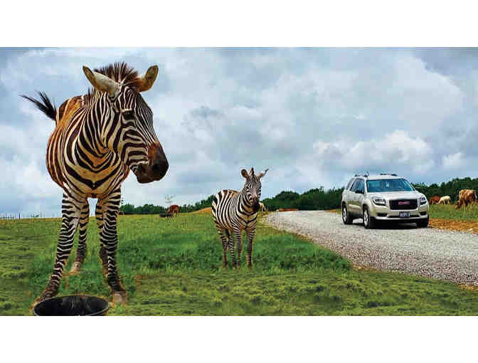 Get Wild! Spend a Day of Adventure at Keystone Safari!