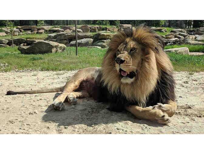 Get Wild! Spend a Day of Adventure at Keystone Safari!