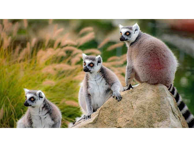 Get Wild! Spend a Day of Adventure at Keystone Safari!