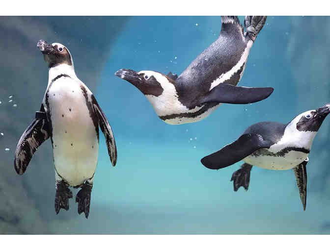 Take Flight! Tickets to the National Aviary!