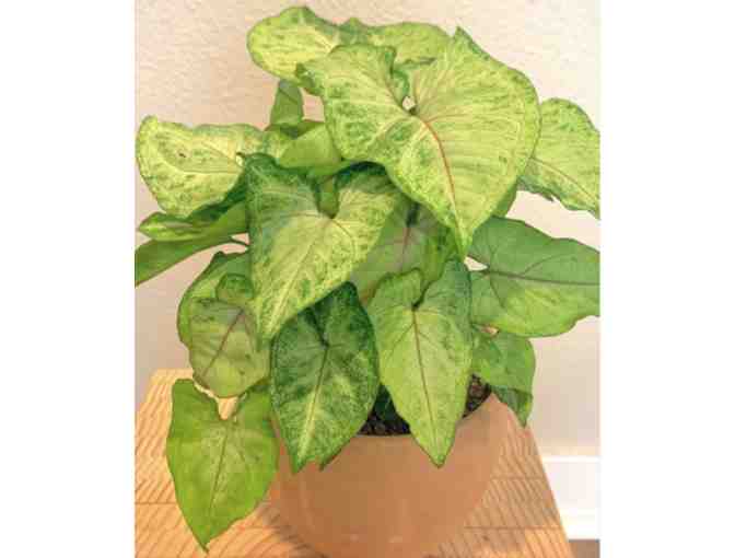 Beautiful Arrowhead Plant