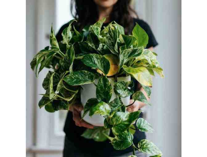 Beautiful Marbled Gold and Green Large Pothos