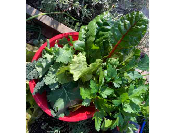 California Native or Edible Garden Consultation