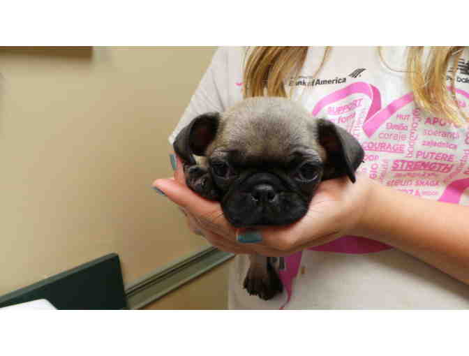 Animal Ark Animal Hospital