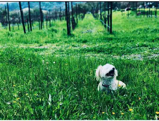 Sonoma Wine Country Stay, Dine & Sip