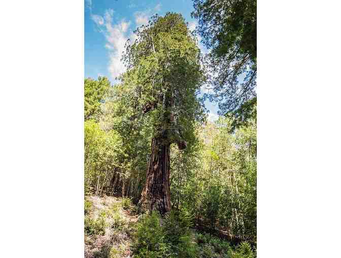 Wolf Tree Turn Train Ride for 4, Mendocino County