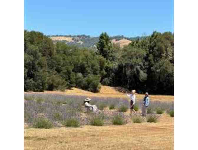 Lavender Farm Tour and Wine Tasting for 4