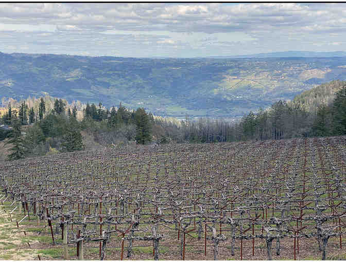 Case of Napa Merlots and Wine Aging Experience for 6 at Paloma Vineyard