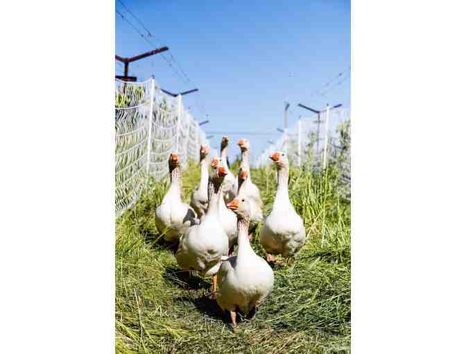 Hanzell Farm & Vineyards Heritage Private Tour & Tasting for 6