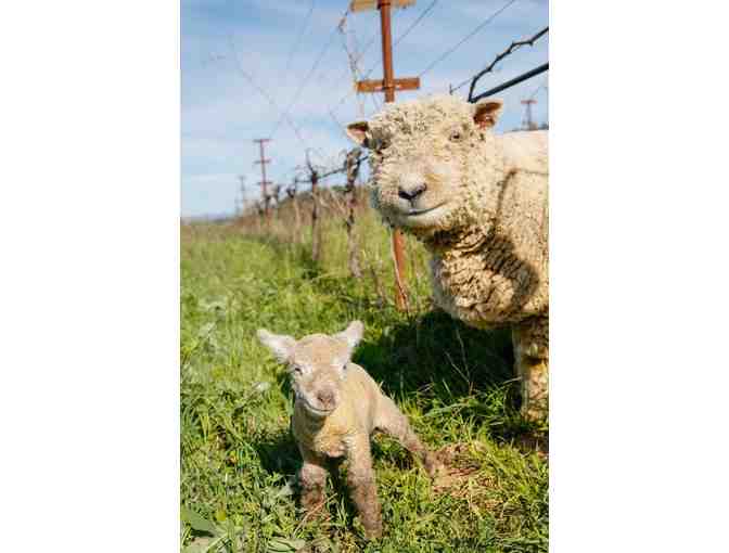 Hanzell Farm & Vineyards Heritage Private Tour & Tasting for 6