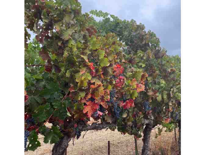 Tour and Tasting for 4, Vertical of William Gordon Wines