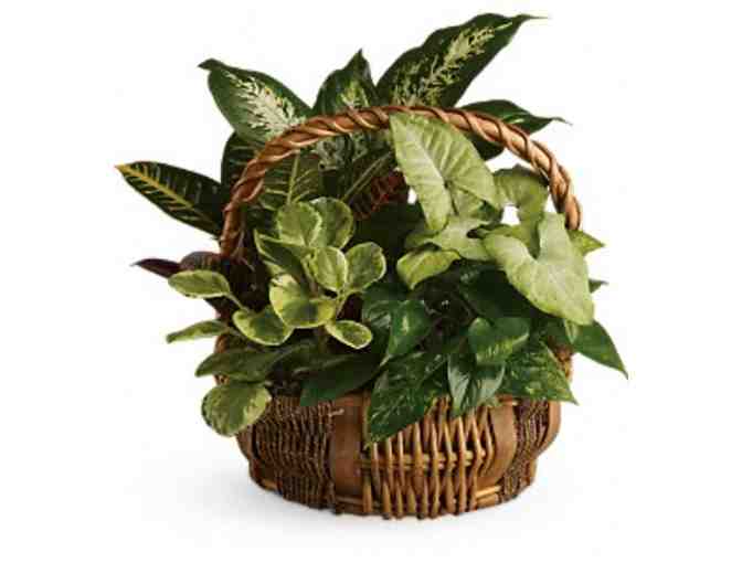 Garden Basket from Colonial Florist