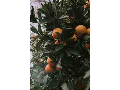 Afternoon in the Orchard with Live Oak Founders Mark and Janet Kellman