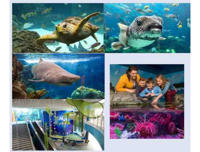 Out to Sea- Florida Aquarium and One ticket for the Key West Express