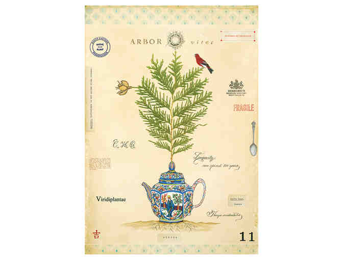 MF Cardamone: Box of MF Cardamone Notecards