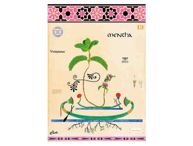 MF Cardamone: Box of MF Cardamone Notecards