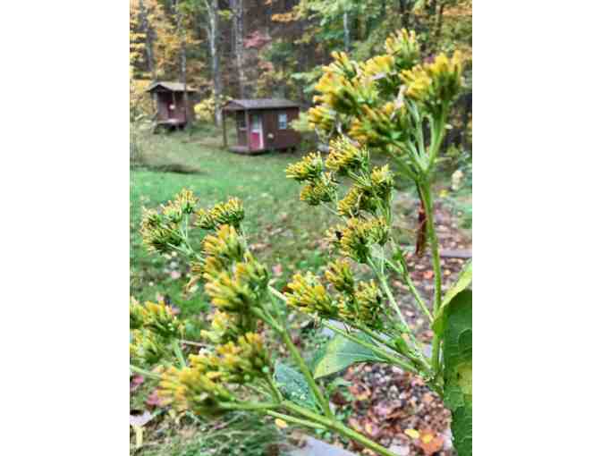 Southern Dharma Retreat Center, North Carolina: $200 Credit Toward Teacher-Led Program