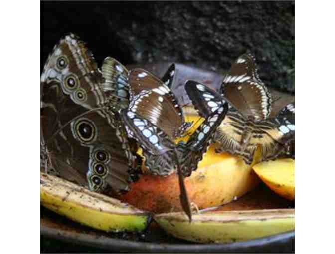 Butterfly Rainforest at Florida Museum of Natural History
