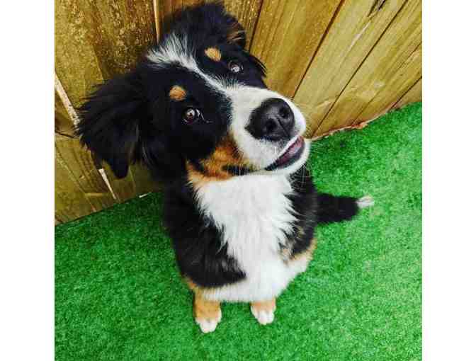 Partners for Pets - 3 Night Boarding