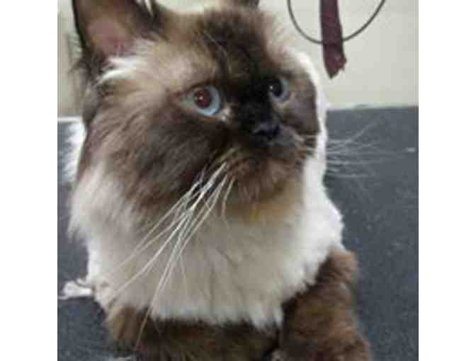 Dog or Cat Grooming Gift Certificate & Bandana