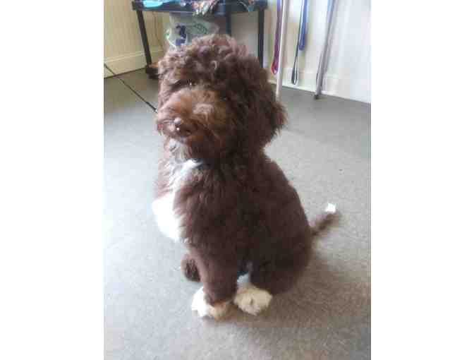 Dog or Cat Grooming Gift Certificate & Bandana