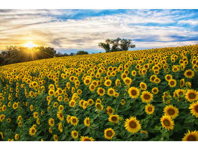 Essex Greenbelt Membership & Gift Basket