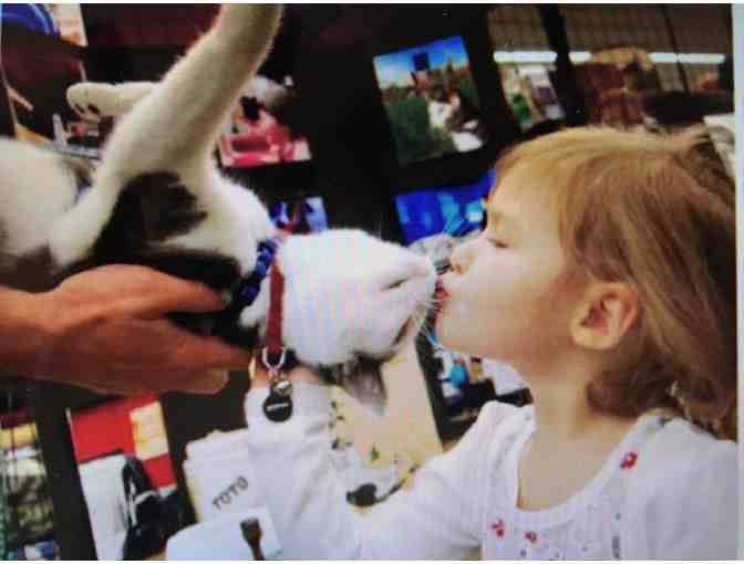 A Visit by Toto the Tornado Kitten