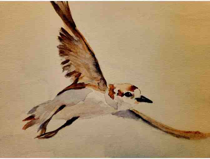 Watercolor 'Plover Flight' by Paula Lay