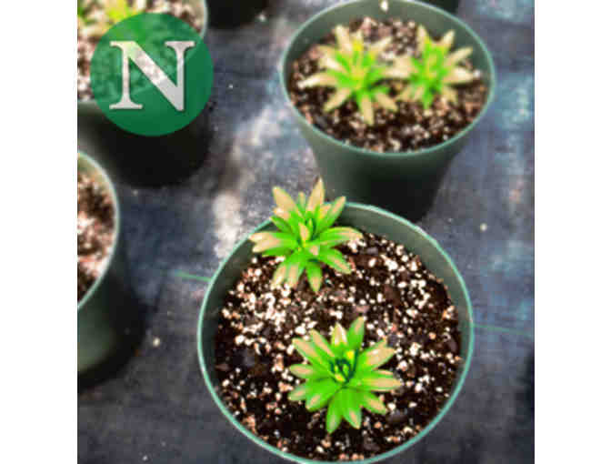 Nunan Florist & Greenhouses (Georgetown) - $50 Gift Card - Photo 2