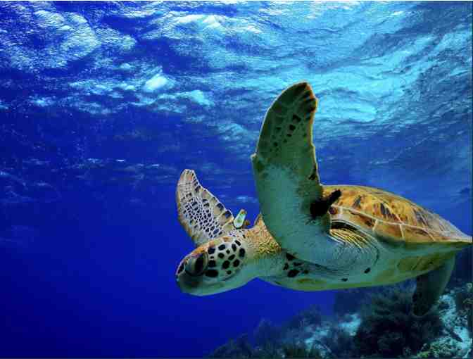 6 Nights in Barbados for four people December 1-7, 2024 - Photo 5