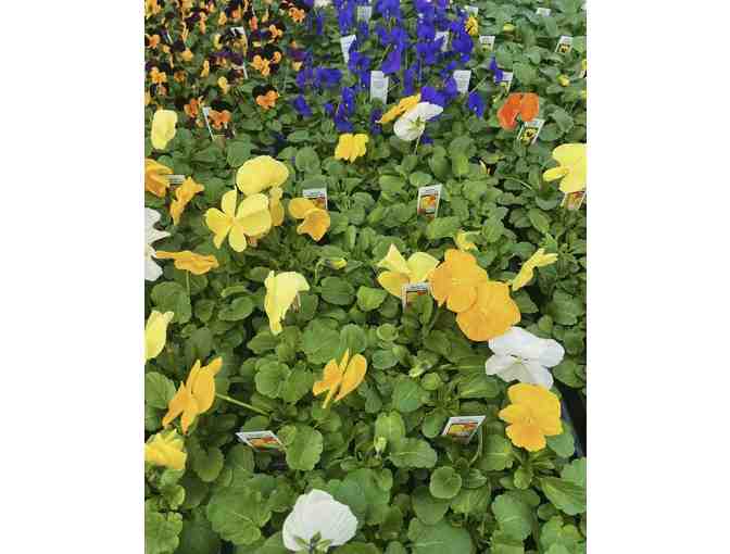 Colby Farm $50 Gift Card