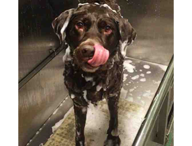 DOGSPA $100 Gift Certificate - Beverly, MA