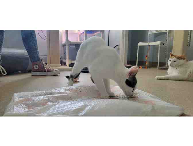 MRFRS Colors Kitty Paw Painting