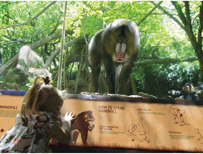 4 General Admission Tickets to the Bronx Zoo