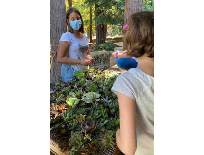 Sixth Grade Class Project - Succulent Wall Hanging