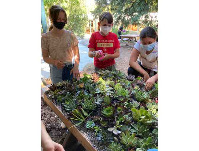 Sixth Grade Class Project - Succulent Wall Hanging