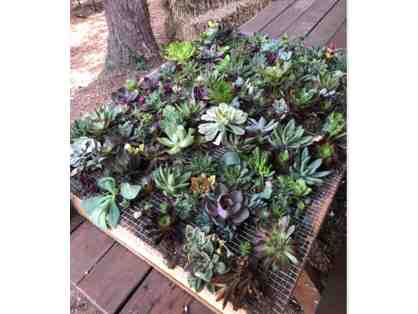 Sixth Grade Class Project - Succulent Wall Hanging