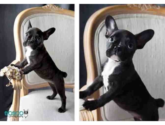 Bosco Pet Photography Package