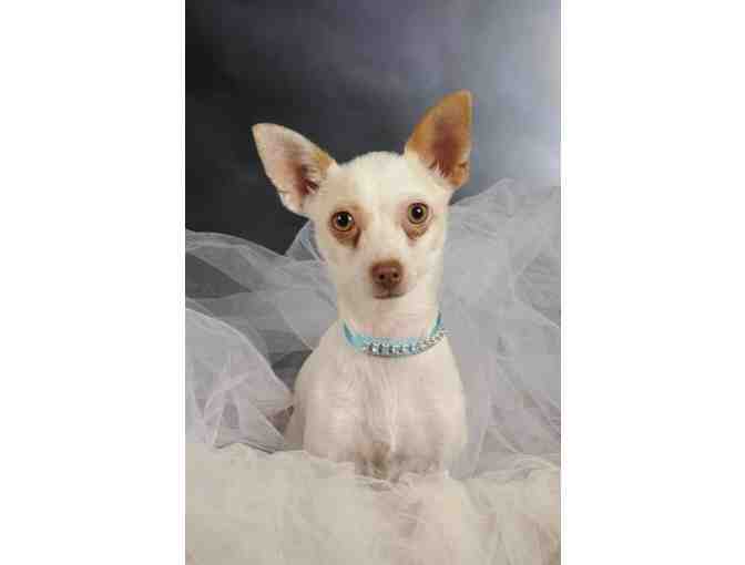 Bosco Pet Photography Package