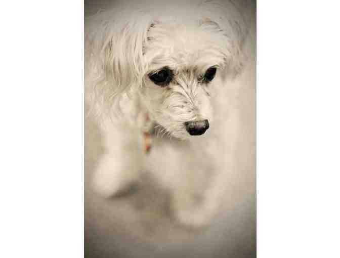 Bosco Pet Photography Package